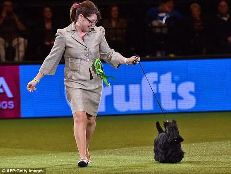 lifting Scottish terrier by tail ~ controversy at Crufts !!