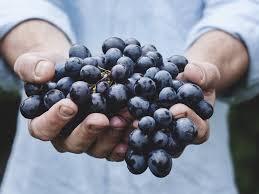 How to Use Grapes For Weight Loss