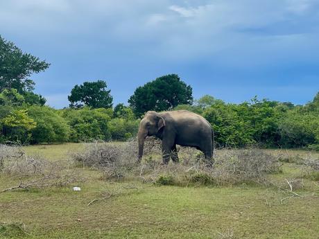 asian-elephant-standing-in-front-of-green-jungle