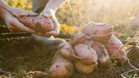 Success Stories and Case Studies in Barbados Agriculture