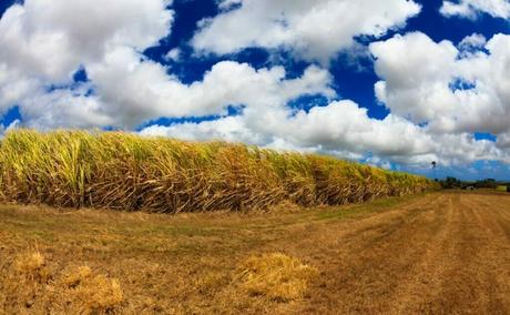 A Look at Barbados Agriculture