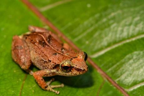 Freshwater Wetlands The Island's Hidden Oasis