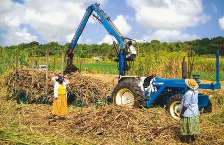 The Early Days European Colonization and the Sugar Revolution