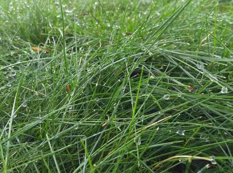 The Best Grass Seed For Mississippi Lawns