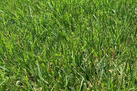 The Best Grass Seed For Mississippi Lawns