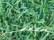 Best Grass Seed Mississippi Lawns