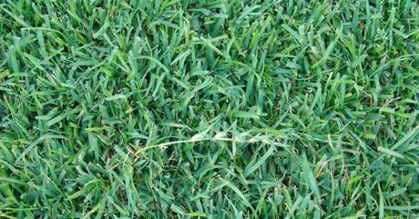 The Best Grass Seed For Mississippi Lawns