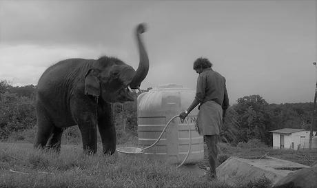 CSK whispers elephant !!