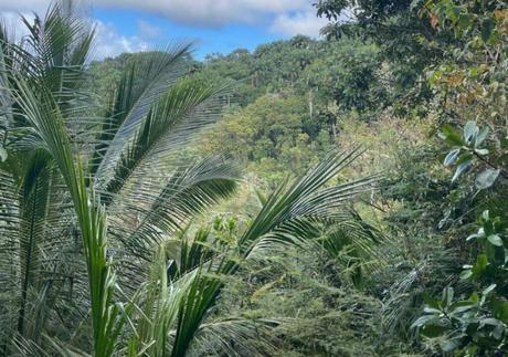 The Future of Farm-to-Table in Barbados