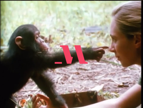 Jane Goodall Masterclass Review 2023: Is This For You?