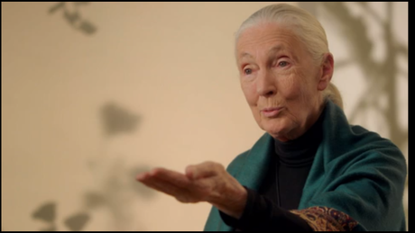 Jane Goodall Masterclass Review 2023: Is This For You?