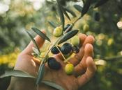 From Tree Table: Examining Health Benefits Side Effects Olives