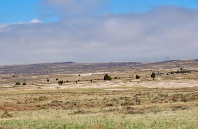 Tree-following: What to do on a windy Wyoming day?