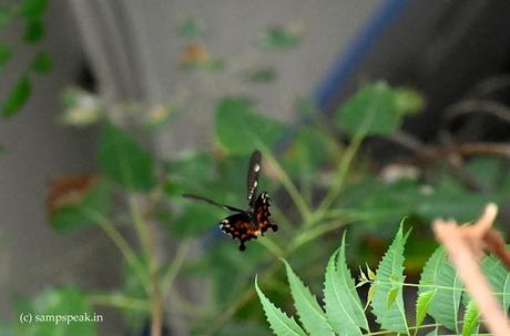 flying Butterfly !  ~   A sound of thunder !!