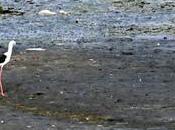 Harmony Crow Attack Other Birds