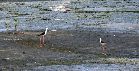 Harmony - Crow !!  -  attack on other birds !!!