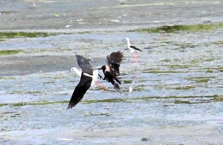 Harmony - Crow !!  -  attack on other birds !!!