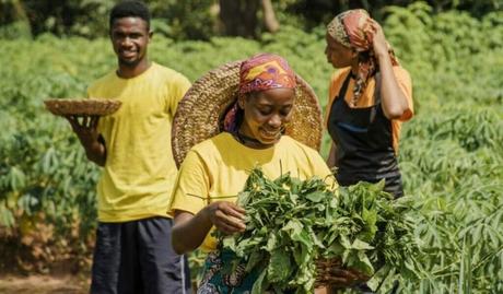 Beyond Sugar The Rise of Crop Diversification