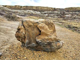 A TRIP THROUGH TIME: HOODOOS AND FOSSILS in the Badlands of Alberta Canada