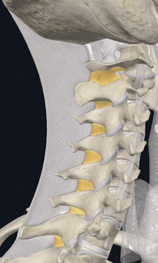 What Is The Cervical Spine? Understanding Its Role And Functions