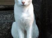 Beau மியாவ் பூனைக்குட்டி