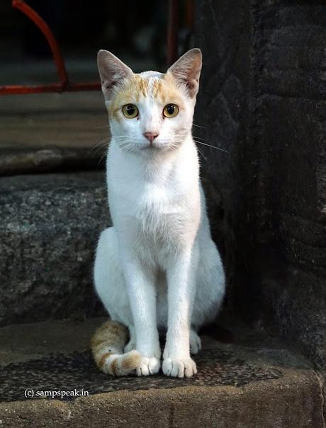 beau Cat !  - மியாவ் மியாவ் பூனைக்குட்டி !