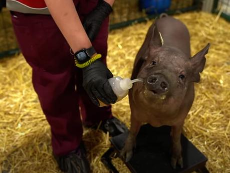 The Future is Here: Neural ink, Led by Elon Musk, Pioneers Brain Chip Implantation in Humans”