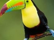 Amazing Tropical Rainforest Animals