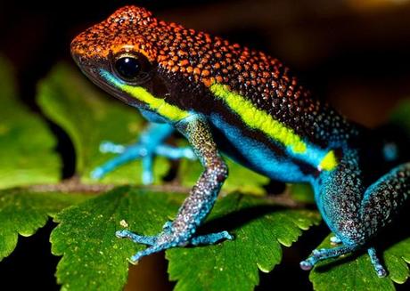 Poison-Arrow Frogs