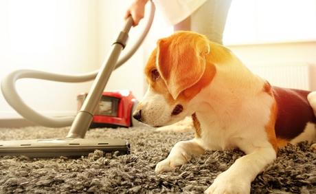 How To Reduce Pet Allergens At Home 1