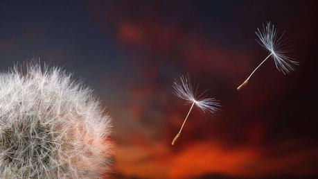 Let go of the past to make space for new beginnings white dandelion in close up photography