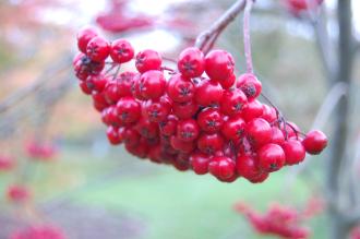 Sorbus decora Berries (16/11/2013, Kew Gardens, London)