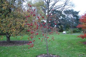 Sorbus decora (16/11/2013, Kew Gardens, London)
