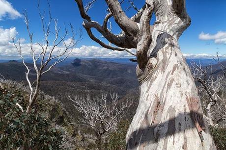 snow gum tree and Viking in distance