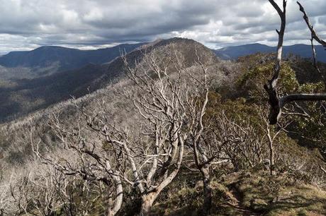 trees and mount buggery alpine national park