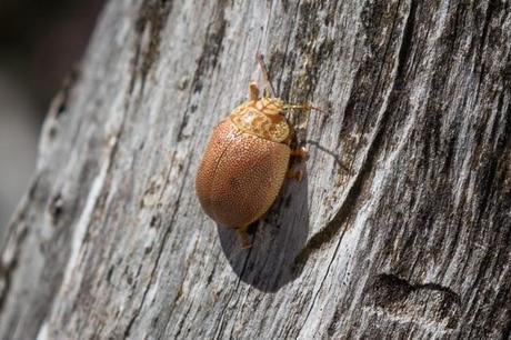 orange bug on a tree alpine national park