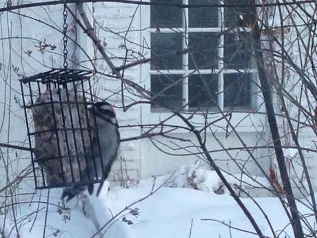 WINTER INTEREST IN THE GARDEN - birds