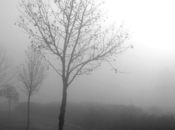 Victory Laps: "Sometimes Biggest Victories Also Shyest Victories." Julie Jordan Scott