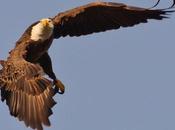 Interior Dept. Rule Greenlights Eagle Slaughter Wind Farms, Says Audubon