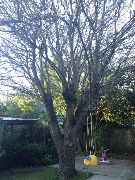 My oak tree, see it has not got leaves on it. All sticks