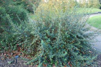 Escallonia rubra 'Crimson Spire' (16/11/2013, Kew Gardens, London)