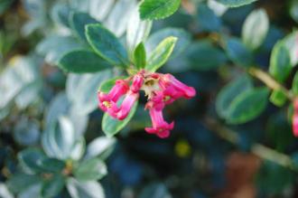 Escallonia rubra 'Crimson Spire' Flower (16/11/2013, Kew Gardens, London)