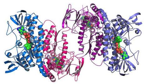 800px-Argonne's_Midwest_Center_for_Structural_Genomics_deposits_1,000th_protein_structure