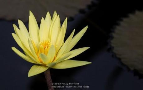 Water Lilies 2013 – Part 2 St Louis Gold Water Lily © 2013 Patty Hankins