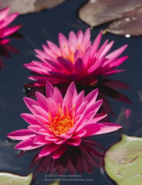 Rose Arey Water Lily © 2012 Patty Hankins