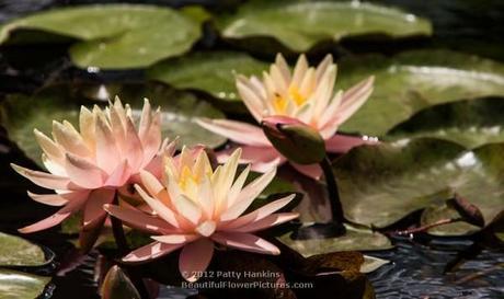 Water Lilies 2013 – Part 2 Sunny Pink Water Lily © 2012 Patty Hankins