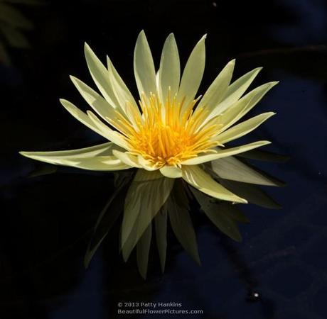 Water Lilies 2013 – Part 2 St Louis Gold Water Lily © 2013 Patty Hankins