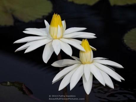 Water Lilies 2013 – Part 2 Egyptian Water Lily © 2013 Patty Hankins