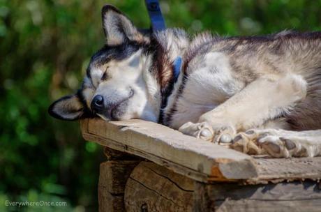 Alaskan Sled Dog Napping