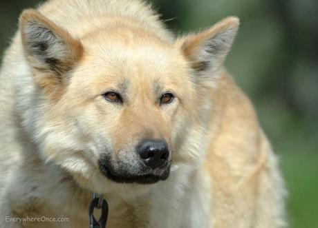 Alaskan Sled Dog, Denali